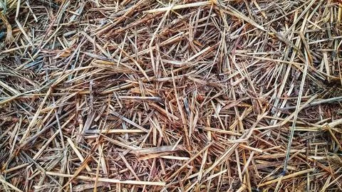 Straw background - Natural background Stock Photos