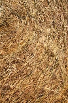 Straw background Foto stock