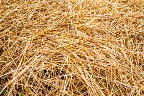 Straw background Stock Photos