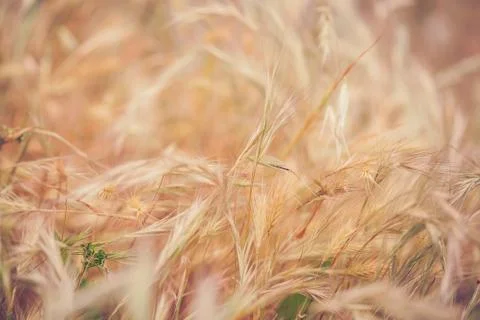 Straw background Foto stock