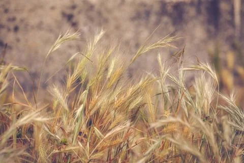 Straw background Stock Photos