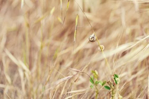 Straw background Foto stock