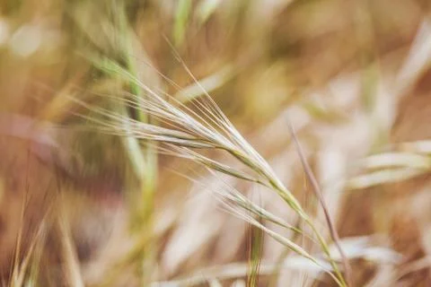Straw background Stock Photos