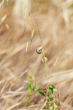 Straw background Stock Photos