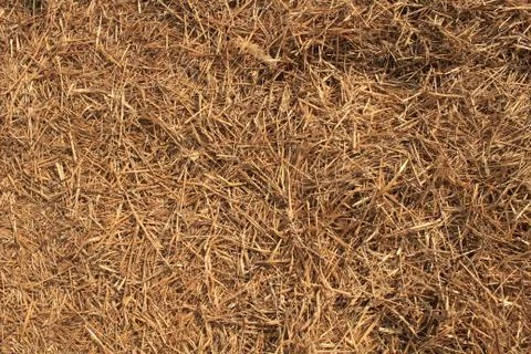 Straw background Stock Photos
