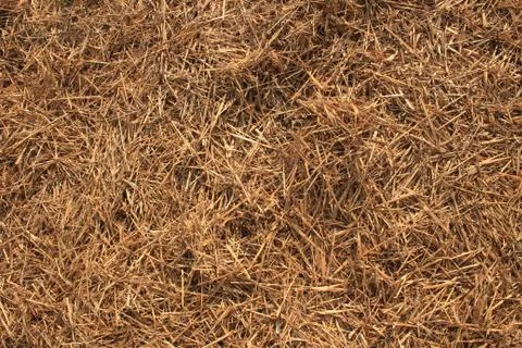 Straw background Stock Photos