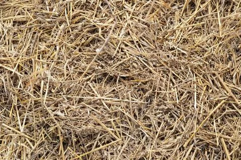 Straw background texture, dry grass, dried straw after harvest, straw Stock Photos