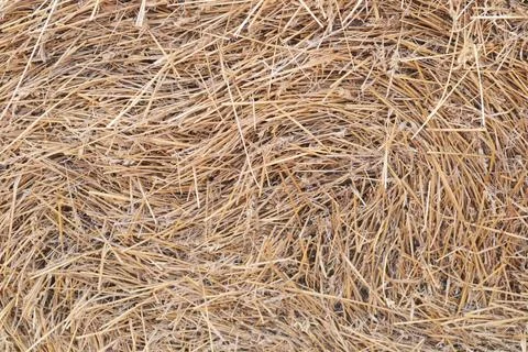 Straw background texture, straw, dry grass, dried straw after harvest Stock Photos