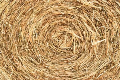 Straw bale rolled up Фото