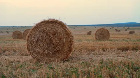 Straw bale rolling on the freshly cut meadow Видео 66336074