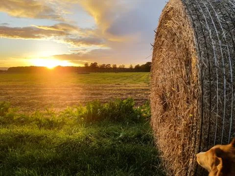 Straw bale in the sunset Stock Photos