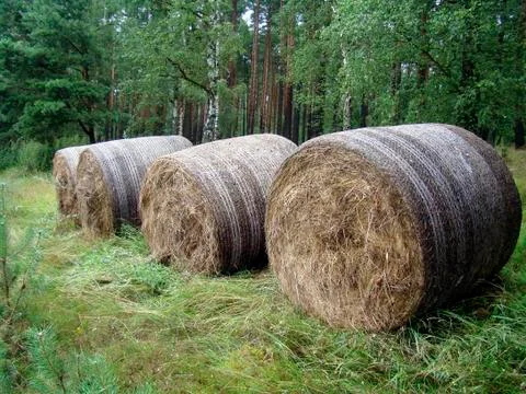 Straw bales on the edge of the forest Stock Photos