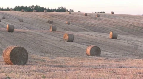 Straw bales on the field 스톡 동영상 66002313