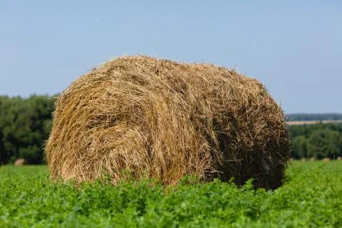 Straw bales in a field Stock Photos