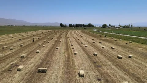 Straw bales fields Stock Footage 240738545