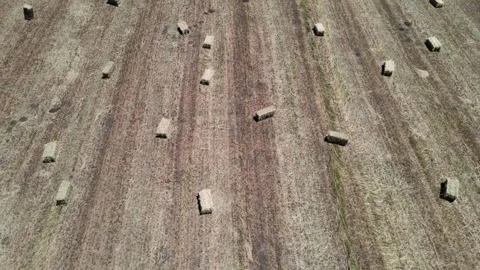 Straw bales fields Stock Footage 240738856