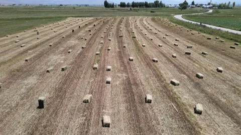 Straw bales fields Stock Footage 240739035