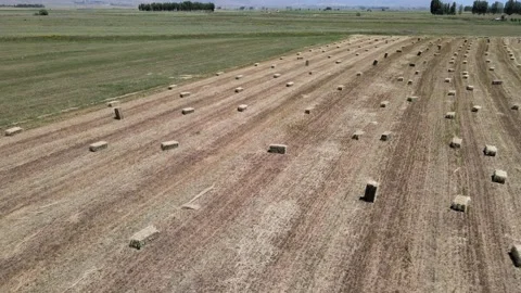 Straw bales fields Stock Footage 240739130