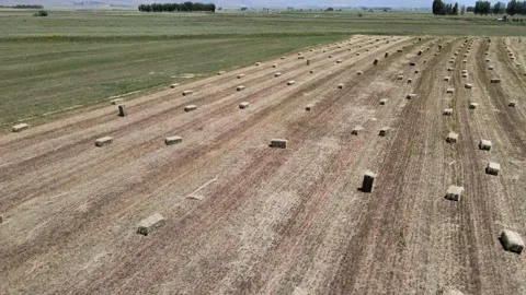 Straw bales fields Stock Footage 240739160