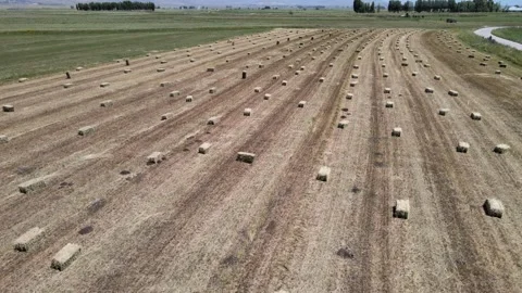 Straw bales fields Stock Footage 240739292