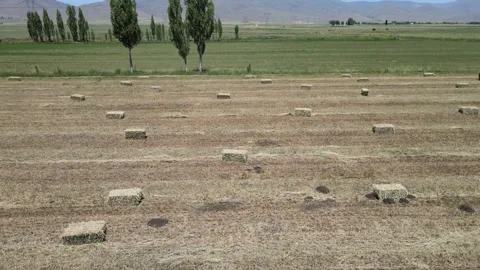 Straw bales fields 스톡 동영상 240739471