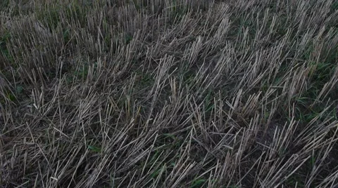 Straw bales (pan up 스톡 동영상 54239584