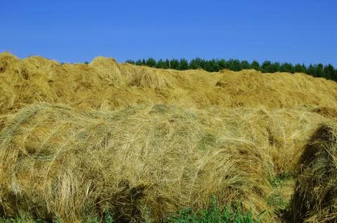 Straw bales Stock Photos