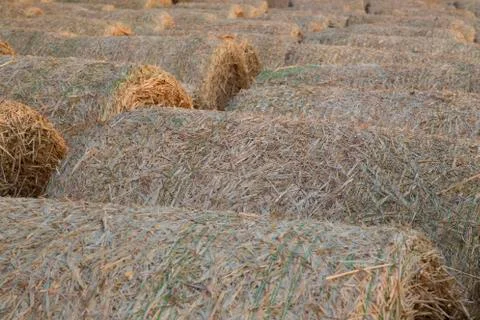 Straw bales Stock Photos