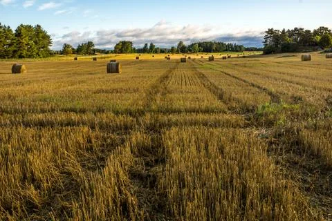 Straw bales Stock Photos