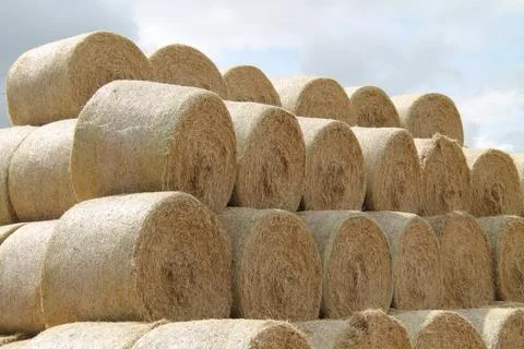 Straw Bales. Stock Photos