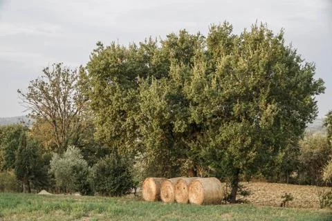 Straw bales by a tree on a field Stock-Fotos