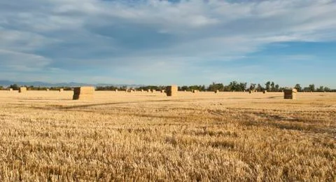 Straw bales wait stacking in a stubble field. Stock Photos