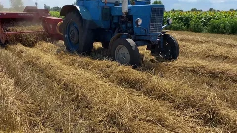 Straw bales in a wheat field. Straw bales stacked in farm field after wheat Stock Footage 248254477