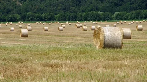 Straw balls on the field Stock Footage 40539965