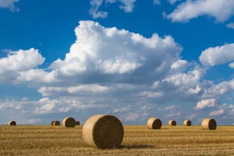 Straw balls in the landscape Stock Photos
