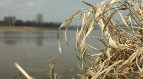 Straw on bank of river Stockbeeldmateriaal 660110