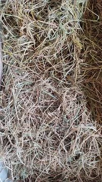 Straw in the barn for cow feed Stock Photos