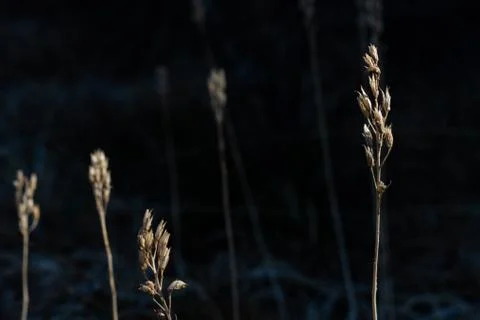 Straw with black background Stock Photos