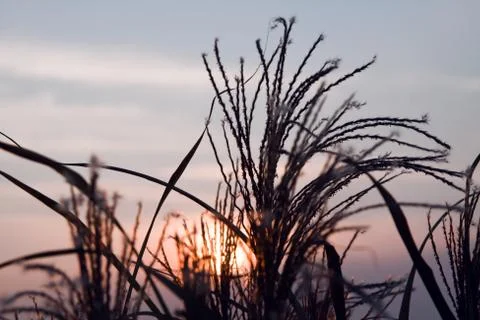 Straw blades at sunset with sun light background Stock Photos