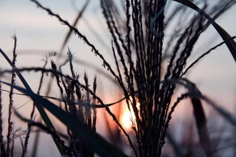 Straw blades at sunset with sun light background Stock Photos
