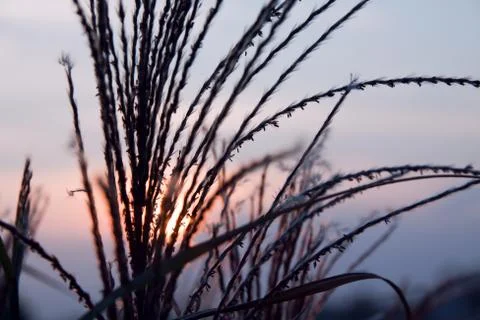 Straw blades at sunset with sun light background Stock Photos