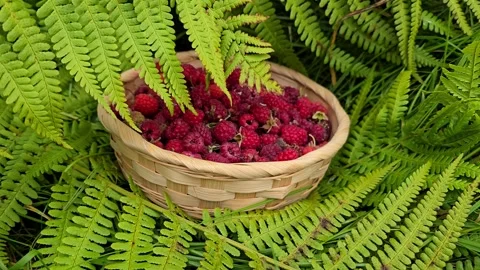 Straw bowl full of wild red raspberries placed on green fern leaves. Stock Footage 341745541