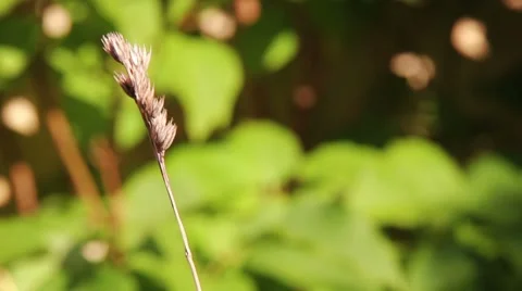 Straw Closeup 01 Video stock 8565694