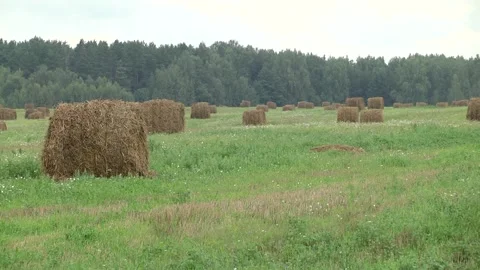 Straw collection after wheat harvests. Video stock 116616285