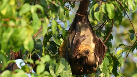Straw-coloured fruit bat, Eidolon helvum, on the the tree during the evening, Ki Stock Footage 163971957
