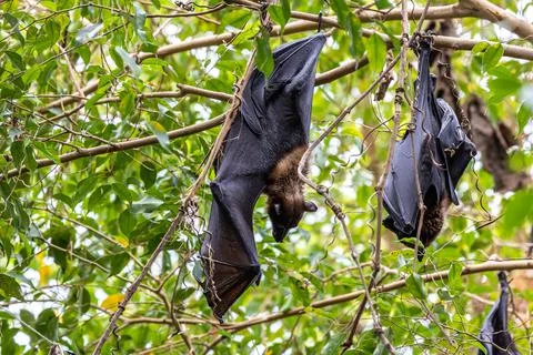 Straw-coloured Fruit Bat - Eidolon helvum, beautiful small mammal from Africa Stock Photos