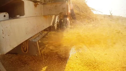 Straw-cutter mechanism throws out small pieces of stems big stack of hay and far Stock Footage 90660287
