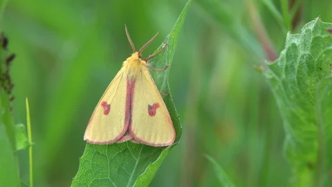 Straw Dot Moth (Rivula sericealis) sits on a green leaf Stock Footage 110197554