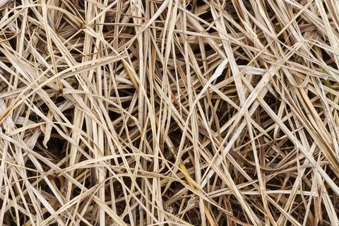 Straw, dry straw texture background, straw from weeds Stock Photos