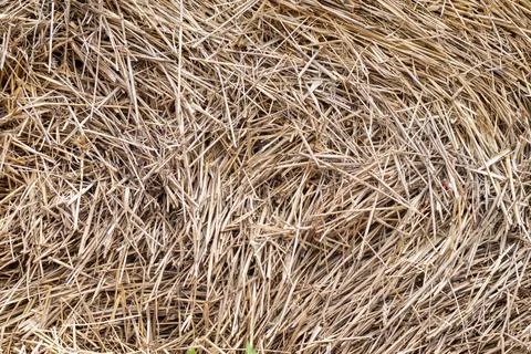 Straw, dry straw texture background, vintage style for design. Homogeneous ye Stock-Fotos
